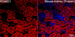 ROMO1 Antibody in Immunohistochemistry (Frozen) (IHC (F))