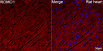 ROMO1 Antibody in Immunohistochemistry (Paraffin) (IHC (P))