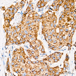 ROMO1 Antibody in Immunohistochemistry (Paraffin) (IHC (P))