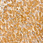 ROMO1 Antibody in Immunohistochemistry (Paraffin) (IHC (P))
