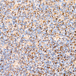 ROMO1 Antibody in Immunohistochemistry (Paraffin) (IHC (P))