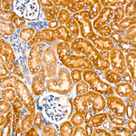 ROMO1 Antibody in Immunohistochemistry (Paraffin) (IHC (P))