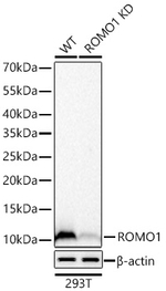 ROMO1 Antibody in Western Blot (WB)
