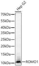 ROMO1 Antibody in Western Blot (WB)