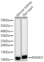ROMO1 Antibody in Western Blot (WB)