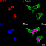FOXK1 Antibody in Immunocytochemistry (ICC/IF)