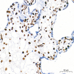 FOXK1 Antibody in Immunohistochemistry (Paraffin) (IHC (P))
