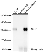 FOXK1 Antibody in Immunoprecipitation (IP)