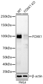 FOXK1 Antibody in Western Blot (WB)