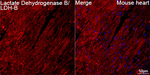 LDHB Antibody in Immunohistochemistry (Paraffin) (IHC (P))