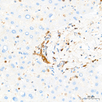 LDHB Antibody in Immunohistochemistry (Paraffin) (IHC (P))