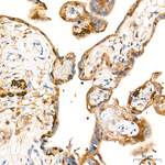 LDHB Antibody in Immunohistochemistry (Paraffin) (IHC (P))