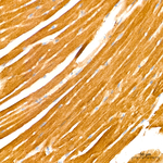 LDHB Antibody in Immunohistochemistry (Paraffin) (IHC (P))