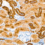 LDHB Antibody in Immunohistochemistry (Paraffin) (IHC (P))