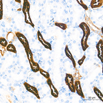 LDHB Antibody in Immunohistochemistry (Paraffin) (IHC (P))