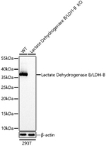 LDHB Antibody in Western Blot (WB)
