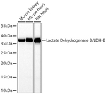 LDHB Antibody in Western Blot (WB)