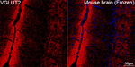 VGLUT2 Antibody in Immunohistochemistry (Frozen) (IHC (F))