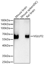 VGLUT2 Antibody in Western Blot (WB)