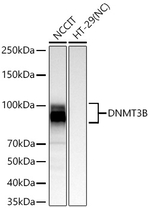 DNMT3B Recombinant Rabbit Monoclonal Antibody (9D9Y7)