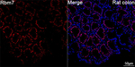 RBM7 Antibody in Immunohistochemistry (Paraffin) (IHC (P))