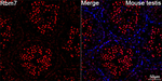 RBM7 Recombinant Rabbit Monoclonal Antibody (1J10Z3)