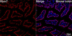 RBM7 Antibody in Immunohistochemistry (Paraffin) (IHC (P))