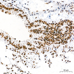 RBM7 Antibody in Immunohistochemistry (Paraffin) (IHC (P))