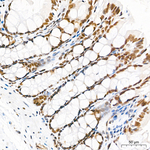 RBM7 Antibody in Immunohistochemistry (Paraffin) (IHC (P))