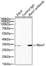 RBM7 Antibody in Immunoprecipitation (IP)
