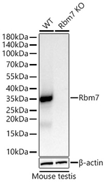 RBM7 Antibody in Western Blot (WB)
