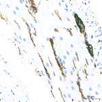 Synaptophysin Antibody in Immunohistochemistry (Paraffin) (IHC (P))