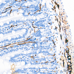 Synaptophysin Antibody in Immunohistochemistry (Paraffin) (IHC (P))