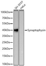Synaptophysin Antibody in Western Blot (WB)