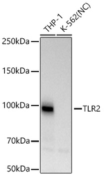 TLR2 Antibody in Western Blot (WB)