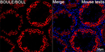 BOLL Recombinant Rabbit Monoclonal Antibody (4X7B8)