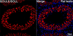 BOLL Antibody in Immunohistochemistry (Paraffin) (IHC (P))