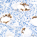 BOLL Antibody in Immunohistochemistry (Paraffin) (IHC (P))