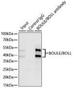 BOLL Antibody in Immunoprecipitation (IP)
