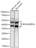 BOLL Antibody in Western Blot (WB)