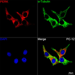 PERK Antibody in Immunocytochemistry (ICC/IF)