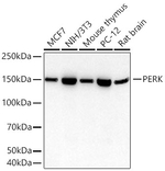 PERK Antibody in Western Blot (WB)
