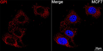 GPI Antibody in Immunocytochemistry (ICC/IF)