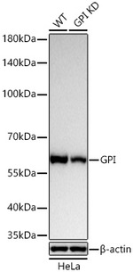 GPI Antibody in Western Blot (WB)