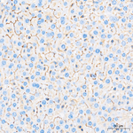 ABCB1 Antibody in Immunohistochemistry (Paraffin) (IHC (P))