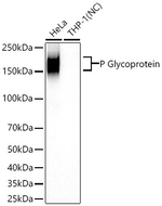 ABCB1 Antibody in Western Blot (WB)