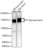 ABCB1 Antibody in Western Blot (WB)
