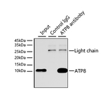 MT-ATP8 Antibody in Immunoprecipitation (IP)
