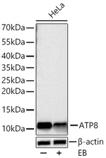 MT-ATP8 Antibody in Western Blot (WB)