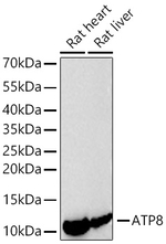 MT-ATP8 Antibody in Western Blot (WB)